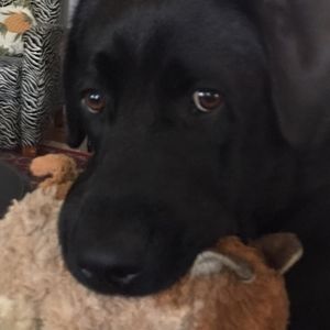 Meet your Posher, Debbie